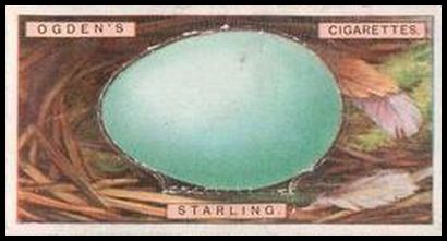 39 Starling